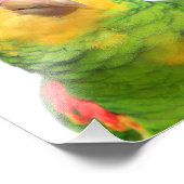 黄色い頭のアマゾン フォトプリント            (角)