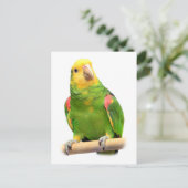 黄色い頭のアマゾン ポストカード (スタンド正面)