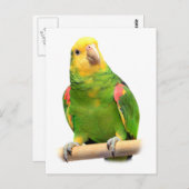 黄色い頭のアマゾン ポストカード (正面/裏面)