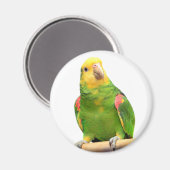 黄色い頭のアマゾン マグネット (正面/裏面)