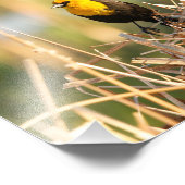 黄色い頭のブラックバード フォトプリント            (角)