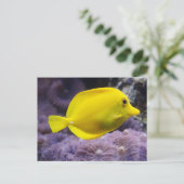 黄色い魚 ポストカード (スタンド正面)