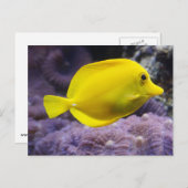黄色い魚 ポストカード (正面/裏面)
