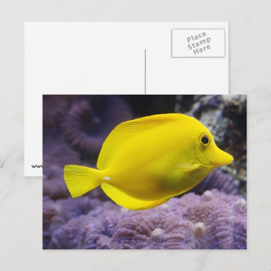 黄色い魚 ポストカード (正面/裏面)