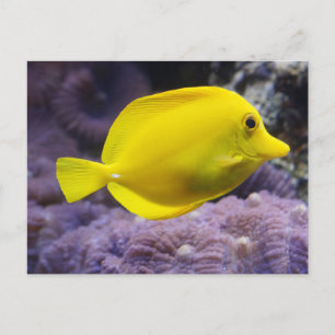 黄色い魚 ポストカード