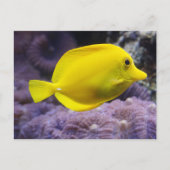 黄色い魚 ポストカード (正面)