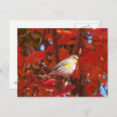 黄色い鳴り声を出したウグイス ポストカード (正面/裏面)