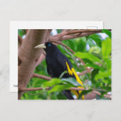 黄色い鳴り声を出すカシ ポストカード (正面/裏面)