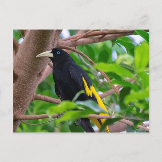 黄色い鳴り声を出すカシ ポストカード (正面)