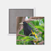 黄色い鳴り声を出すカシ マグネット (正面/裏面)