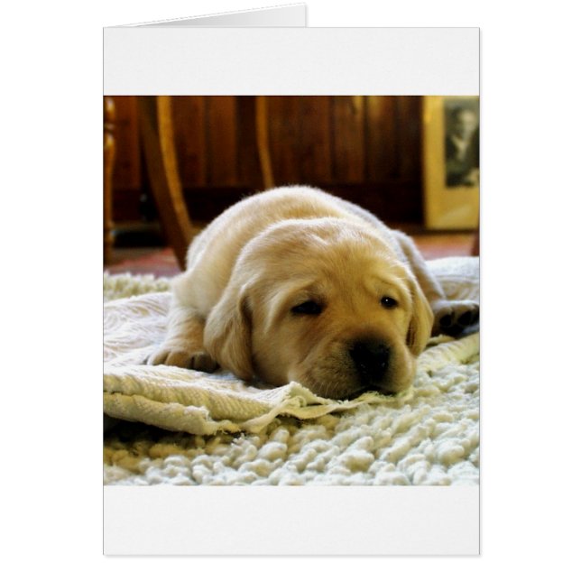 黄色い2ラボパピー (正面)