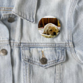 黄色い2ラボパピー 缶バッジ (インサイチュ)