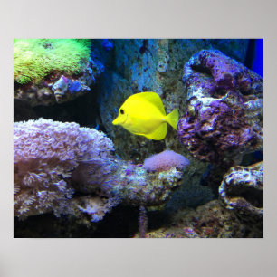黄色いAngelfish ポスター