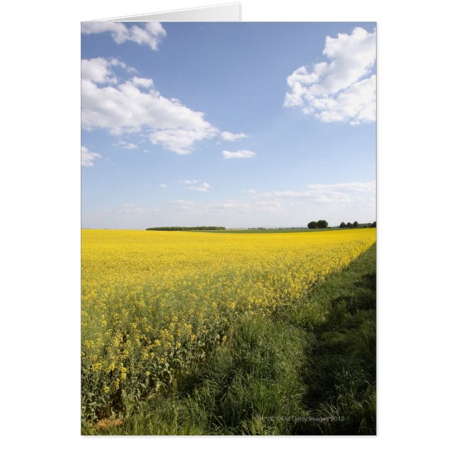 黄色いcanola分野の縦のパノラマ (正面)