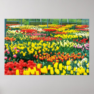 黄色いKeukenhofの温室の花 ポスター