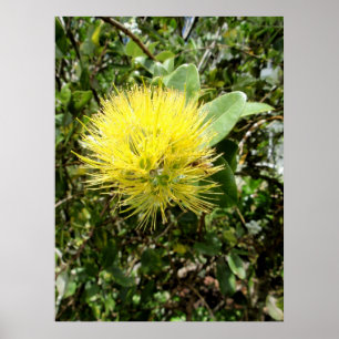 黄色いOhia Lehua ポスター