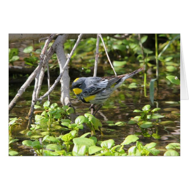 黄色いrumpedアメリカムシクイ (正面横)