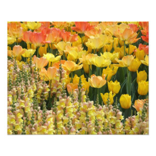 黄色いSnapdragonsおよびチューリップ20" x 16"プリント フォトプリント