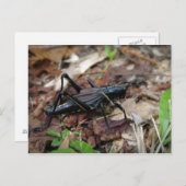 黄色および黒いコオロギ ポストカード (正面/裏面)