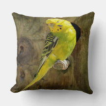 黄色かわいらしのインコ