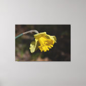 黄色かわいらしの水仙の花48.00インチx 32.00インチ キャンバスプリント (正面)