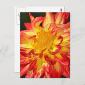 黄色とオレンジのダリア花はがき ポストカード (正面/裏面)