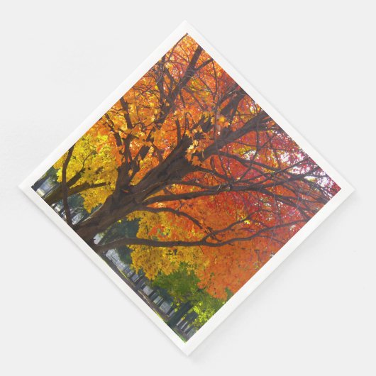 黄色とオレンジの紅葉写真 (コーナー)