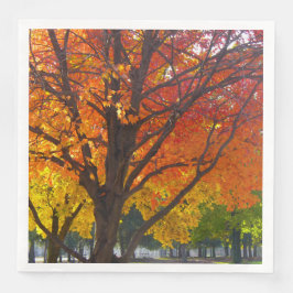 黄色とオレンジの紅葉写真