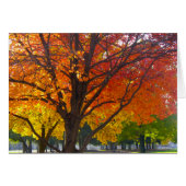 黄色とオレンジの紅葉写真 (正面横)