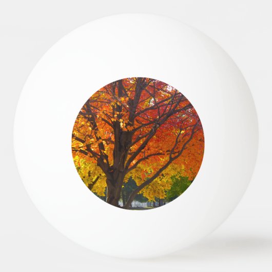 黄色とオレンジの紅葉写真 卓球ボール (正面)
