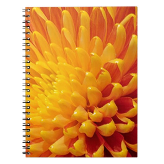 黄色とオレンジの菊 ノートブック (正面)