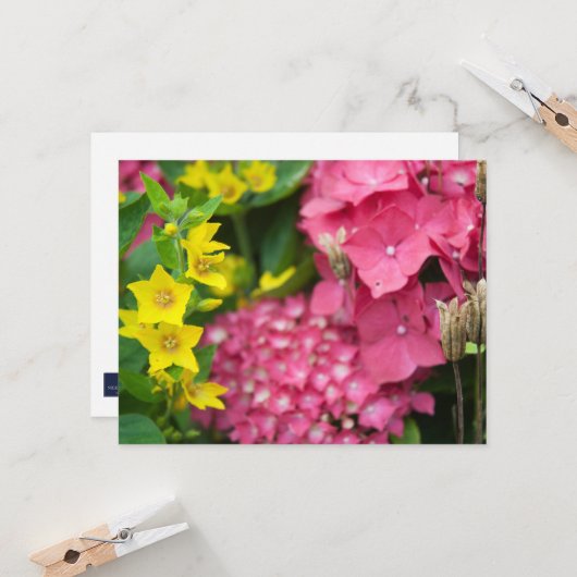 黄色とピンク カード (正面/裏面インサイチュ)