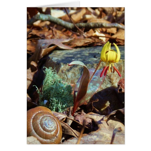 黄色と梅のスイレンとカタツムリ (正面)