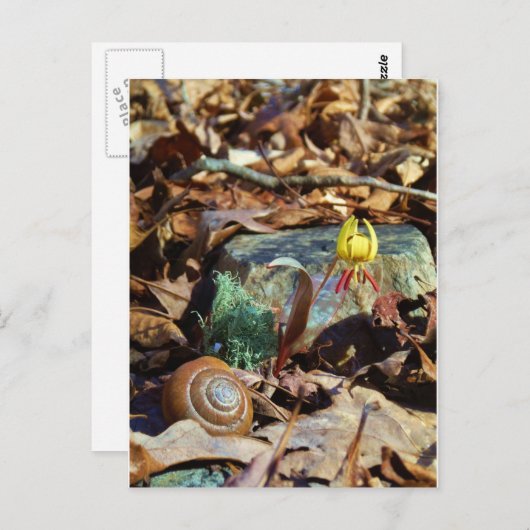 黄色と梅のスイレンとカタツムリ ポストカード (正面/裏面)