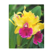 黄色と熱いピンク色のエキゾチックなラン