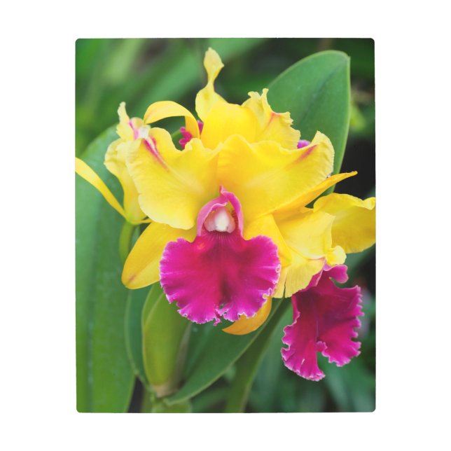 黄色と熱いピンク色のエキゾチックなラン メタルプリント (正面)