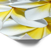 黄色と白のフランギパニの花の房、 ポスター (角)