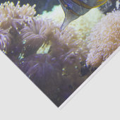 黄色と白の塩水コペルバンドバターフライ 薄葉紙 (詳細)