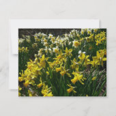 黄色と白の水仙の春の花 カード (正面)