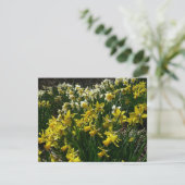 黄色と白の水仙の春の花 カード (スタンド正面)