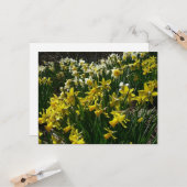 黄色と白の水仙の春の花 カード (正面/裏面インサイチュ)