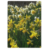黄色と白の水仙の春の花 クリップボード (裏面)