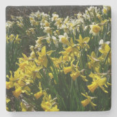 黄色と白の水仙の春の花 ストーンコースター (正面)