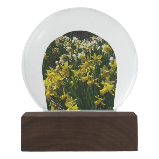 黄色と白の水仙の春の花 スノーグローブ (正面)