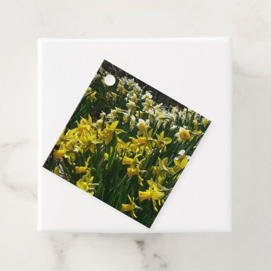 黄色と白の水仙の春の花 フェイバータグ (インサイチュ)