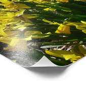 黄色と白の水仙の春の花 フォトプリント (角)