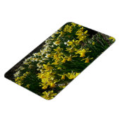 黄色と白の水仙の春の花 マグネット (左側)