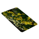 黄色と白の水仙の春の花 マグネット (右側)