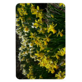 黄色と白の水仙の春の花 マグネット (縦)