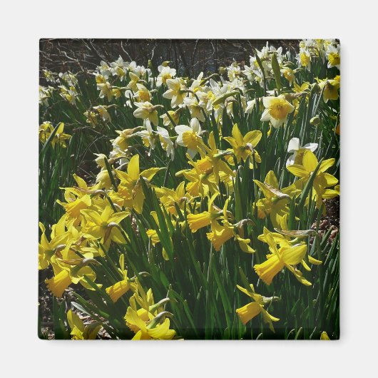 黄色と白の水仙の春の花 マグネット (正面)